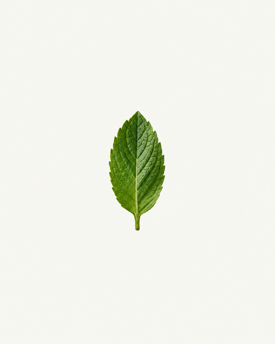 Mentha viridis (spearmint) leaf oil